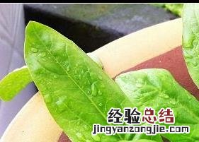 金银花叶的功效与作用及禁忌 金银花叶的功效与作用