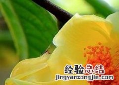 金花茶的养殖方法 金花茶的养殖方法和注意事项