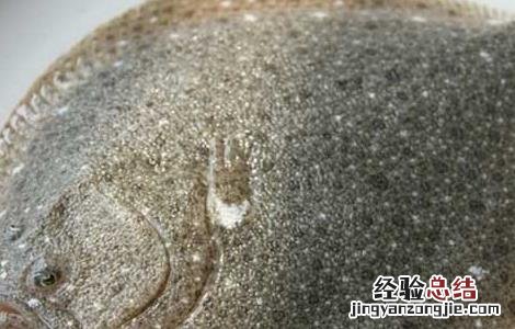 多宝鱼有毒素吗 多宝鱼真的有毒吗