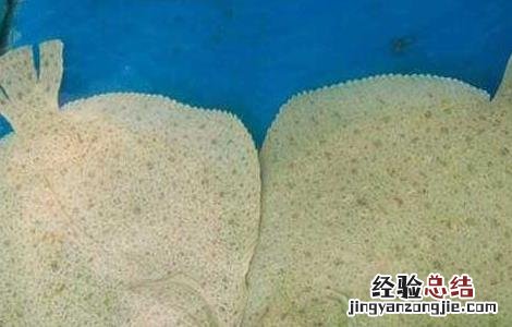 多宝鱼有毒素吗 多宝鱼真的有毒吗