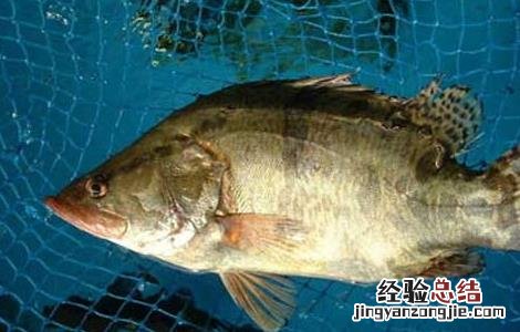 桂鱼是淡水鱼还是海鱼 桂鱼是淡水鱼还是海鱼月嫂负责做饭呢