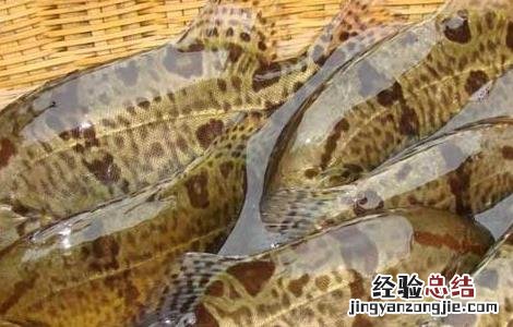 桂鱼是淡水鱼还是海鱼 桂鱼是淡水鱼还是海鱼月嫂负责做饭呢