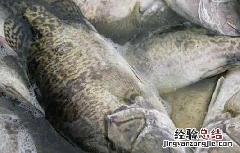 桂鱼是淡水鱼还是海鱼 桂鱼是淡水鱼还是海鱼月嫂负责做饭呢