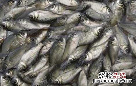 鲢鱼鱼苗价格及养殖方法大全 鲢鱼鱼苗价格及养殖方法