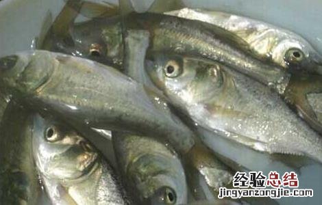 鲢鱼鱼苗价格及养殖方法大全 鲢鱼鱼苗价格及养殖方法