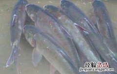 白鲢鱼高效养殖技术 白鲢鱼高效养殖技术视频
