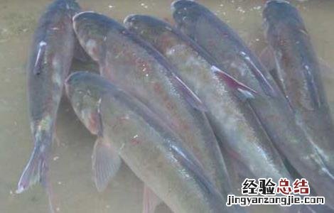 白鲢鱼高效养殖技术 白鲢鱼高效养殖技术视频
