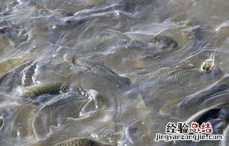 白鲢鱼高效养殖技术 白鲢鱼高效养殖技术视频