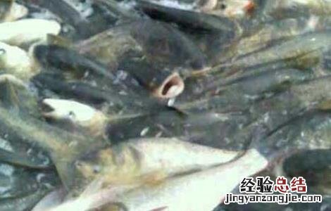 白鲢鱼高效养殖技术 白鲢鱼高效养殖技术视频