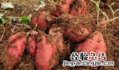 烤红薯不能和什么水果一起吃 红薯不能和什么水果一起吃