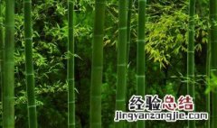 竹子为什么后期长的快呢 竹子为什么后期长的快