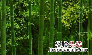 竹子为什么后期长的快呢 竹子为什么后期长的快