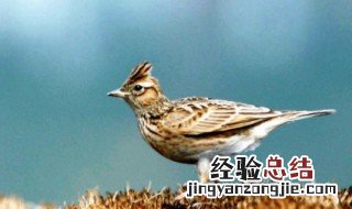百灵鸟比喻什么样的人物 百灵鸟比喻什么