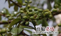 修剪花椒树口诀 花椒树怎么修剪