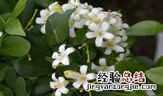 七里香的养殖方法 七里香的怎么养殖
