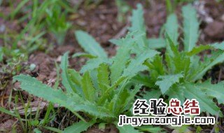 刺儿菜的功效与作用及食用方法 刺儿菜功效和吃法