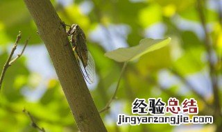 蝉鸣本文通过叙述作者什么和什么的情景 蝉鸣的谋篇布局的作用