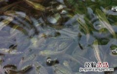 黑鱼种苗价格及养殖方法图片 黑鱼种苗价格及养殖方法