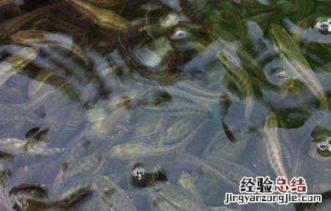 黑鱼种苗价格及养殖方法图片 黑鱼种苗价格及养殖方法