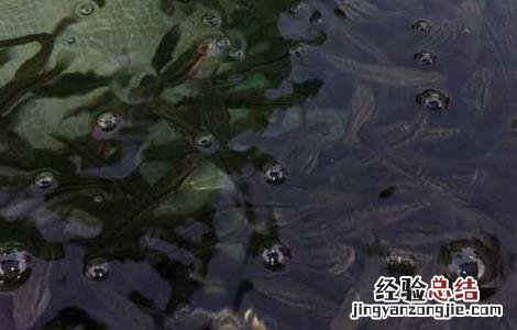 黑鱼种苗价格及养殖方法图片 黑鱼种苗价格及养殖方法