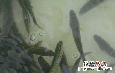 黑鱼种苗价格及养殖方法图片 黑鱼种苗价格及养殖方法
