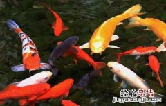 锦鲤鱼饲料那个品牌好 哪个牌子的锦鲤饲料好