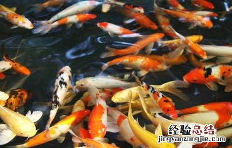 锦鲤鱼饲料那个品牌好 哪个牌子的锦鲤饲料好