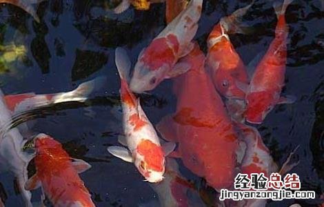 锦鲤鱼饲料那个品牌好 哪个牌子的锦鲤饲料好