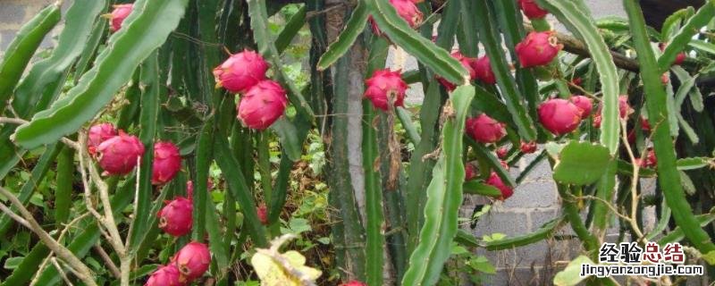 火龙果病害图片及防治，种植多久才会结果