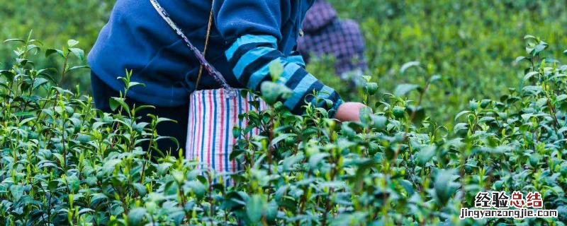 茶叶专用肥料,附茶叶的种植技术 茶叶施肥用什么肥料好