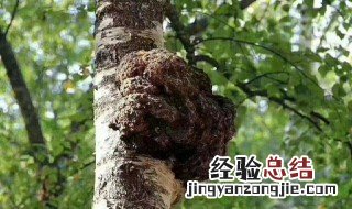 桦树茸的功效和吃法一次的量是多少? 桦树茸的功效和吃法