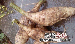 葛根的功效与作用吃法 葛根的功效与作用吃法葛根是什么样子