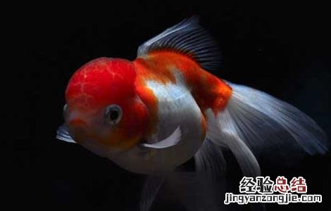 金鱼肚大是怎么回事 金鱼大肚子怎么回事