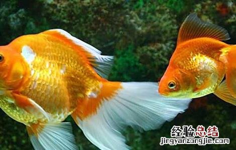 金鱼肚大是怎么回事 金鱼大肚子怎么回事