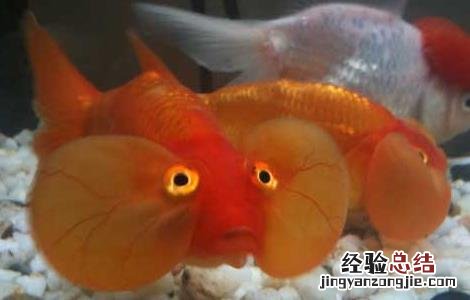 金鱼肚大是怎么回事 金鱼大肚子怎么回事