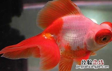 金鱼肚大是怎么回事 金鱼大肚子怎么回事