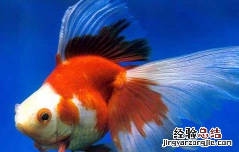 金鱼好养不容易死 金鱼怎么养才不容易死