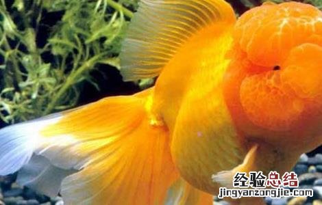 金鱼好养不容易死 金鱼怎么养才不容易死