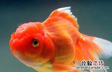金鱼好养不容易死 金鱼怎么养才不容易死