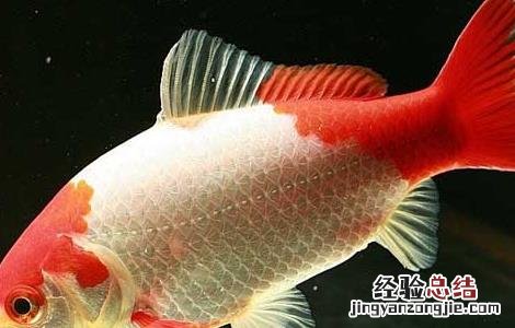 金鱼好养不容易死 金鱼怎么养才不容易死