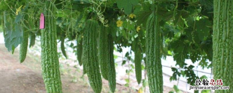 苦瓜种植技术与管理法，适合什么时候种植