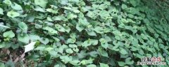鱼腥草种20亩多少本钱，对土壤有什么要求