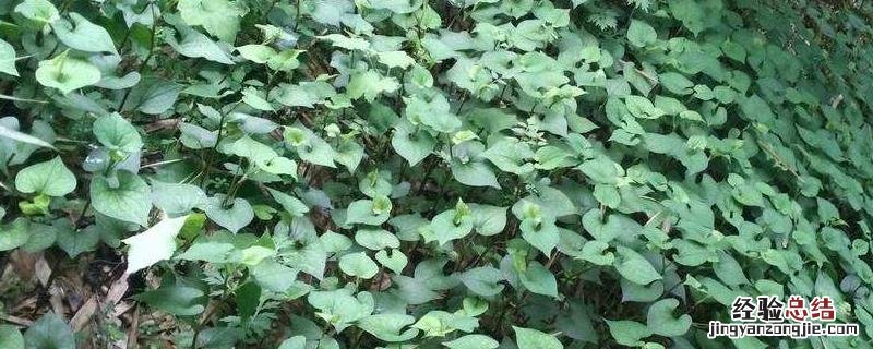 鱼腥草种20亩多少本钱，对土壤有什么要求