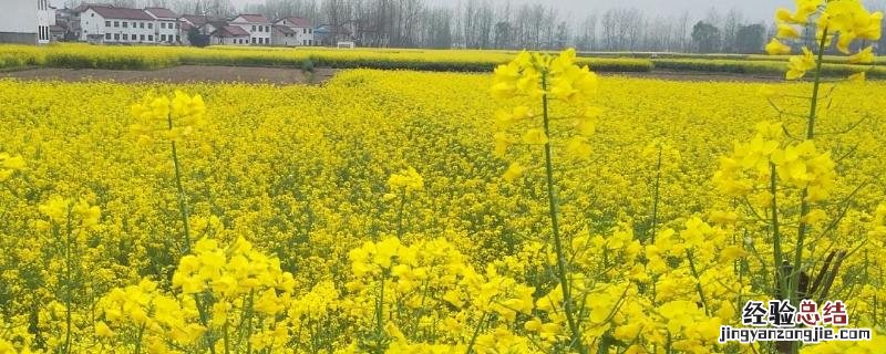 油菜生长温度是多少，温度低于多少度停止生长