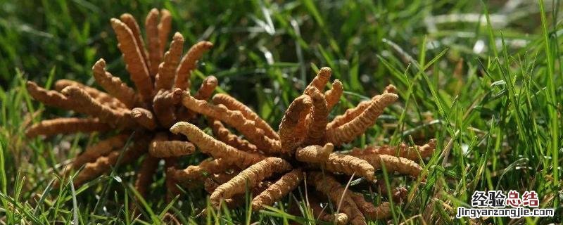 冬虫夏草种植技术方法，如何区分真假