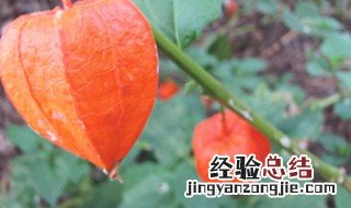 锦灯笼的功效与作用及禁忌 锦灯笼的功效与作用