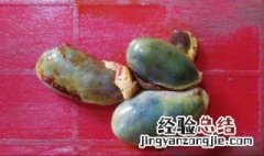 猪苦胆的功效与作用好不好呢 猪苦胆的功效与作用
