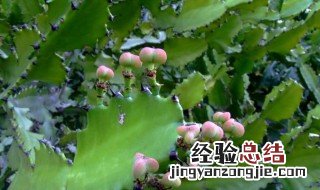随便果对身体的副作用有多大 随便果的功效和副作用