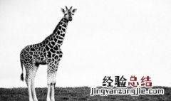 天无不覆地无不载的寓意 天不盖地不载是什么意思