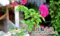 三角梅开花时需多浇水吗为什么 三角梅开花时需多浇水吗